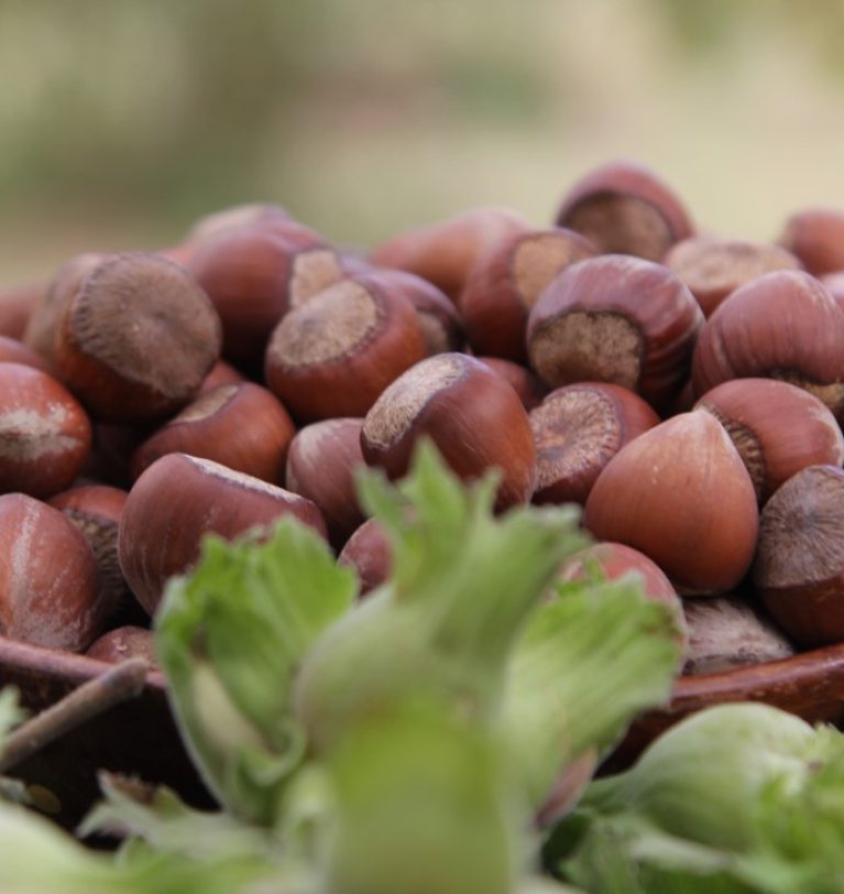 2024 JULY HAZELNUT MARKET REPORT